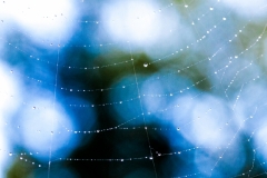 14-Tangled Web