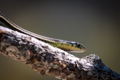 05-Tree Snake
